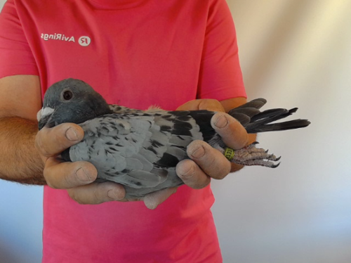 Pigeon image