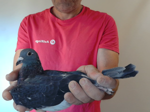 Pigeon image