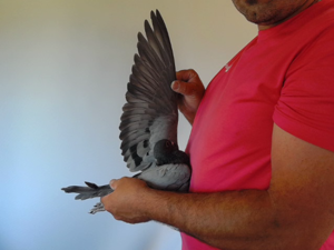 Pigeon image
