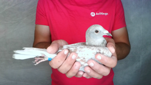 Pigeon image