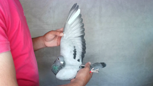 Pigeon image