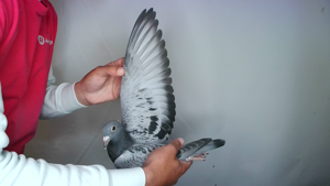 Pigeon image