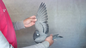 Pigeon image