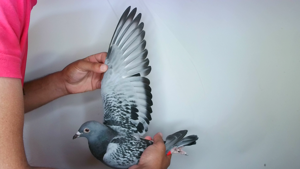 Pigeon image