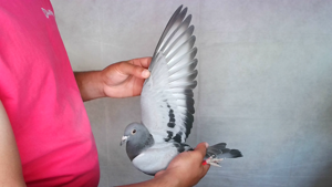 Pigeon image