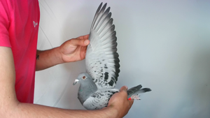 Pigeon image