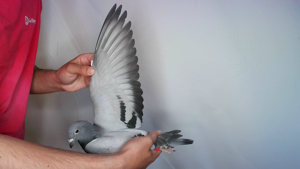 Pigeon image