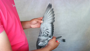 Pigeon image