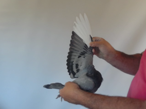Pigeon image