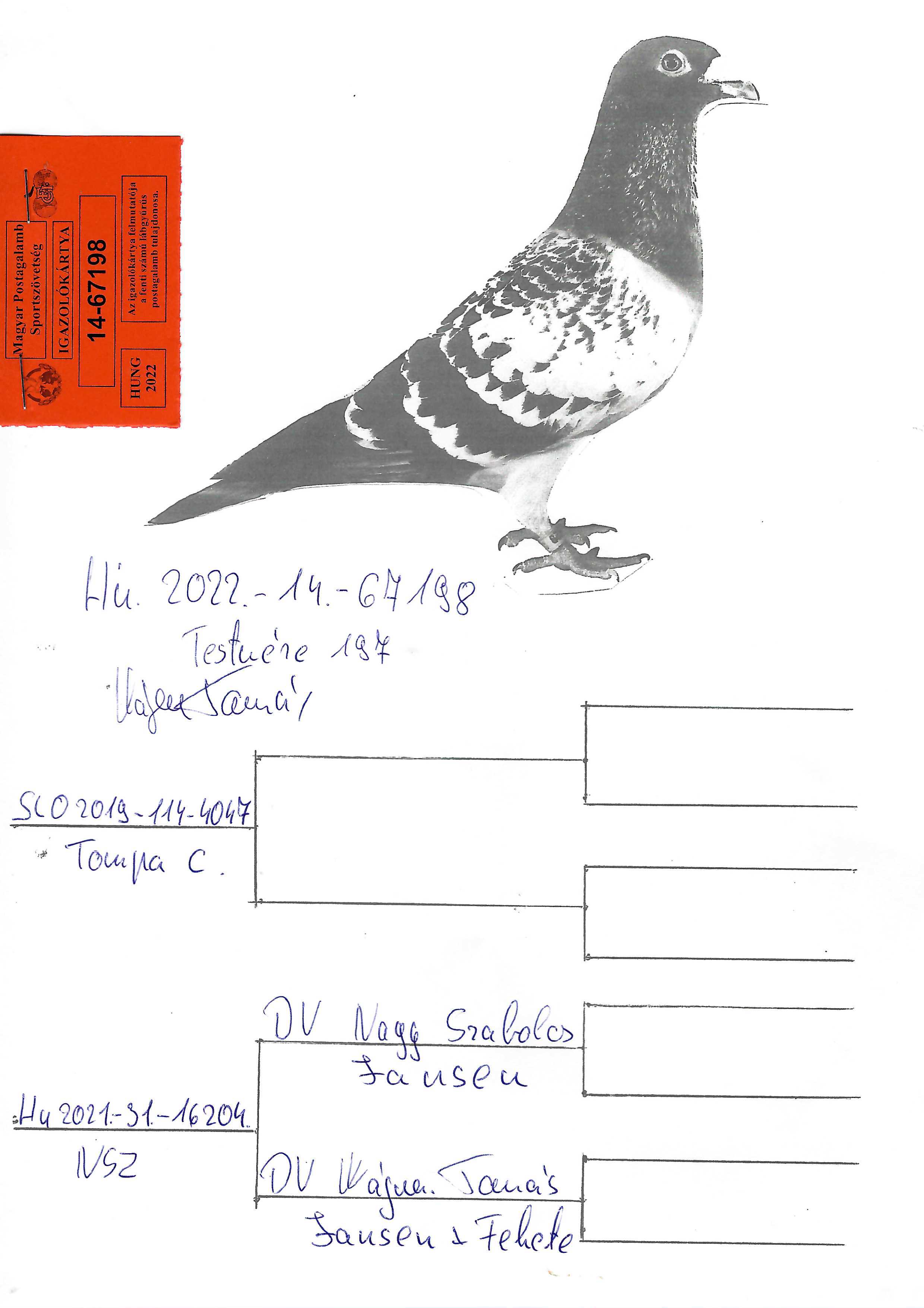 Pigeon pedigree image