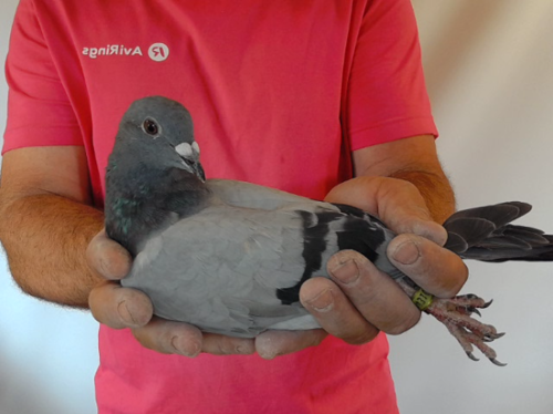 Pigeon image