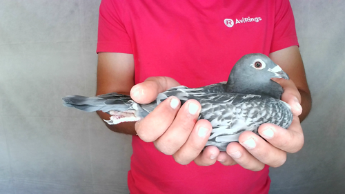 Pigeon image