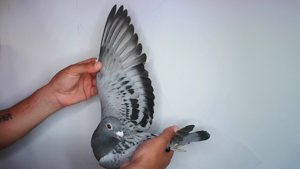 Pigeon image
