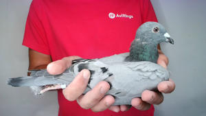 Pigeon image