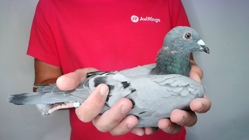 Pigeon image