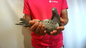 Pigeon image