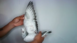 Pigeon image