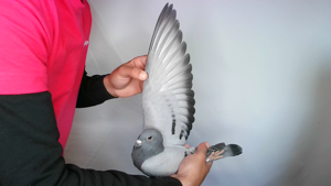 Pigeon image