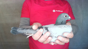 Pigeon image