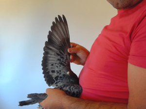 Pigeon image