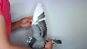 Pigeon image