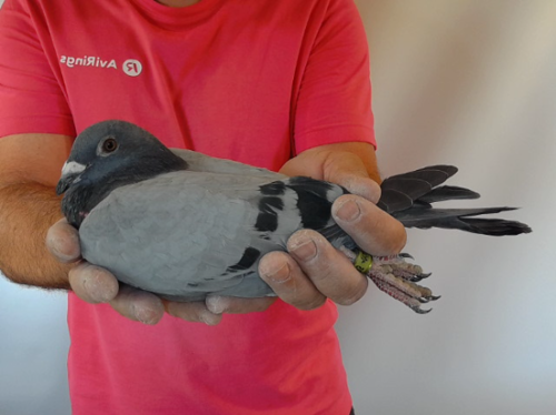 Pigeon image