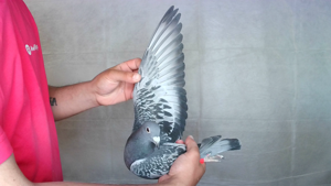 Pigeon image