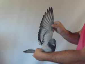 Pigeon image