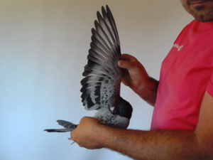 Pigeon image