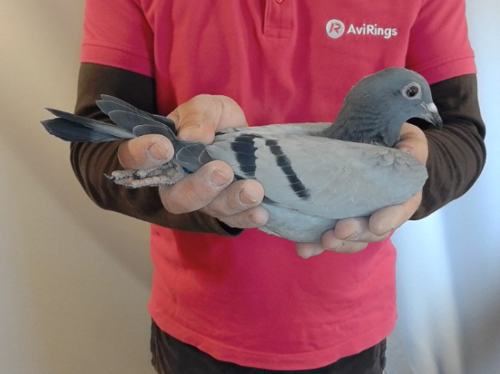 Pigeon image