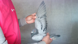 Pigeon image
