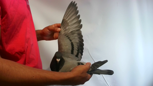 Pigeon image