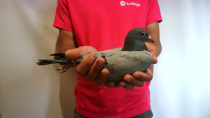 Pigeon image