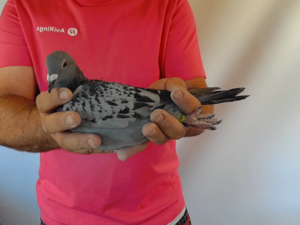 Pigeon image