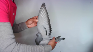 Pigeon image