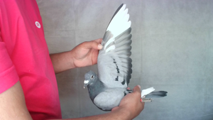 Pigeon image