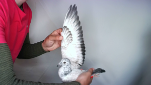 Pigeon image