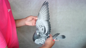 Pigeon image