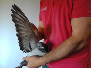 Pigeon image