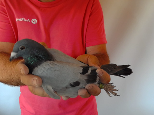 Pigeon image