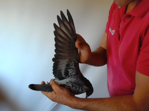 Pigeon image
