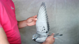 Pigeon image