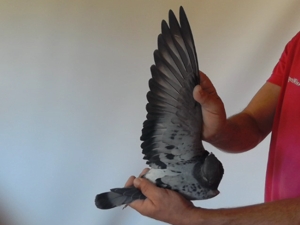 Pigeon image