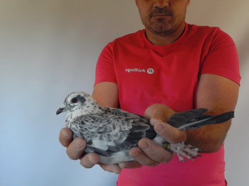 Pigeon image
