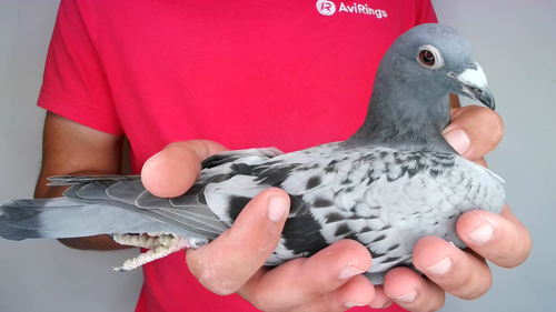 Pigeon image