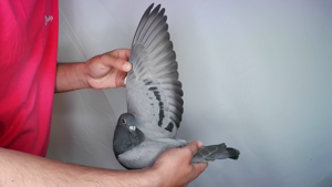 Pigeon image