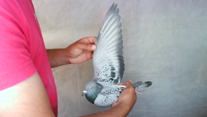 Pigeon image