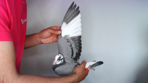 Pigeon image
