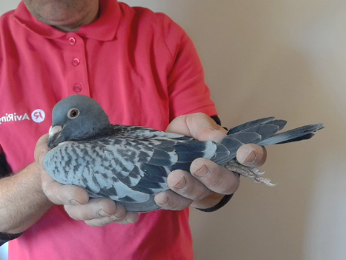 Pigeon image