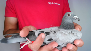 Pigeon image